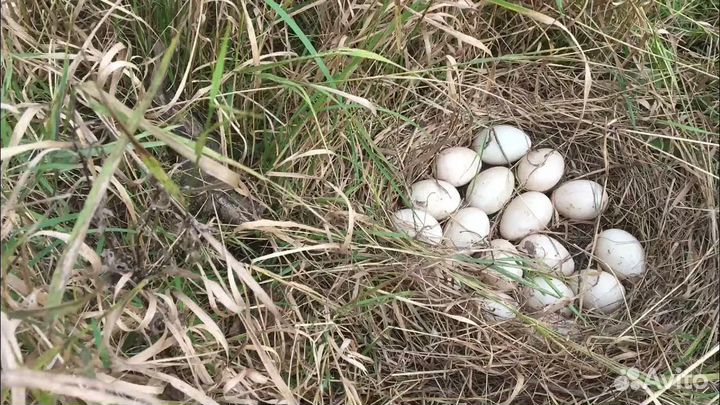 Инкубационое яйцо утки руанской