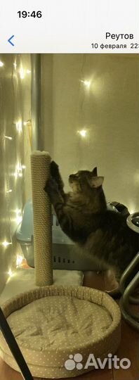 Когтеточка,лоток,лежанка бу