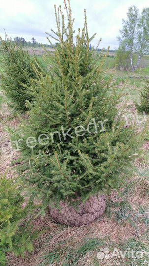 Саженцы Ель Сибирская 180-220см