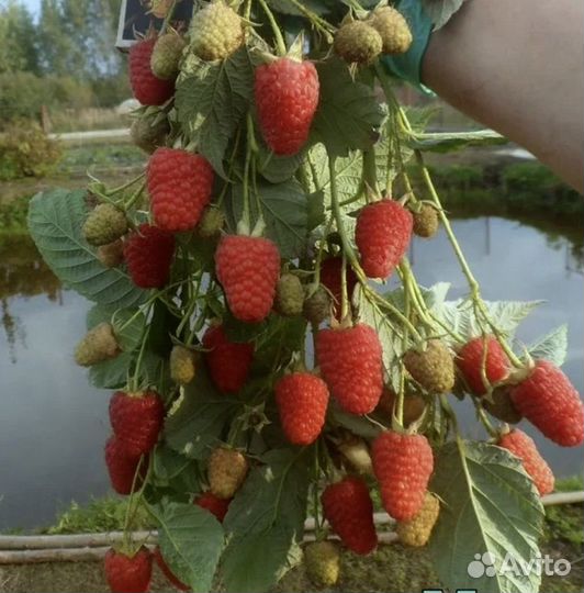 Ремонтантная малина Маравилла