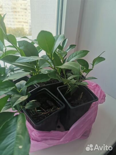 Лимон мейера и пандероза