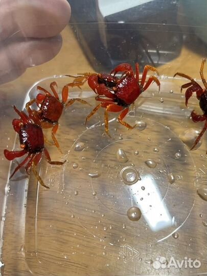 Краб Geosesarma /чистые линии/ мои разведения/ опт