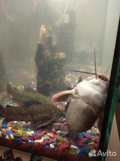 Рыбки аквариумы