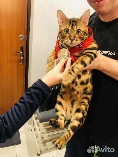 Вязка кошек