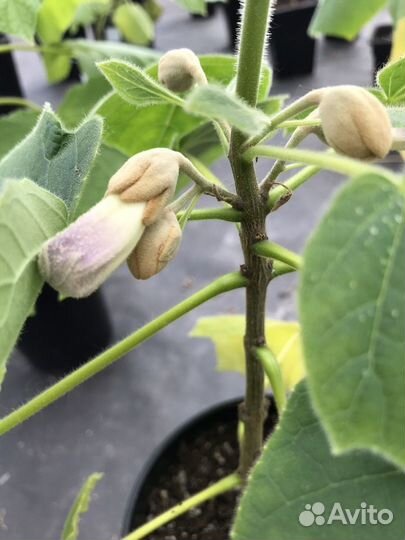 Саженцы павловния