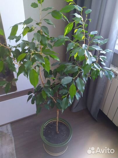 Фикус бенджамина большой и черенки с корнями