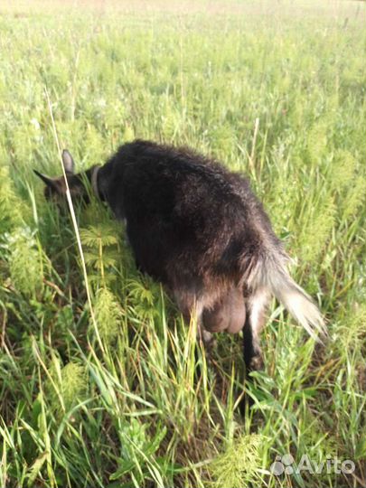 Коз продам на мясо и для молока