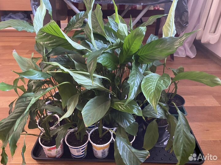 Спатифиллум (женское счастье)