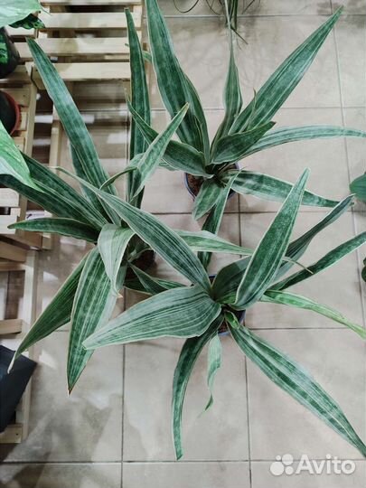 Сансевиерия Металлика
