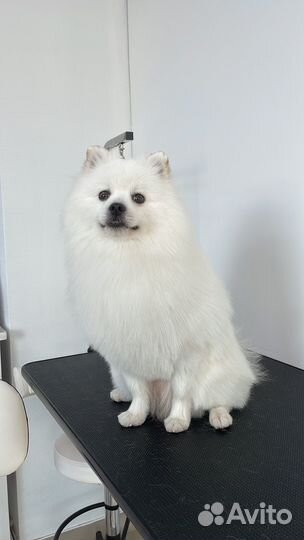 Груминг / Стрижка собак