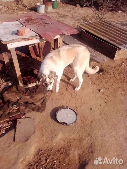 Собаки бесплатно в добрые руки