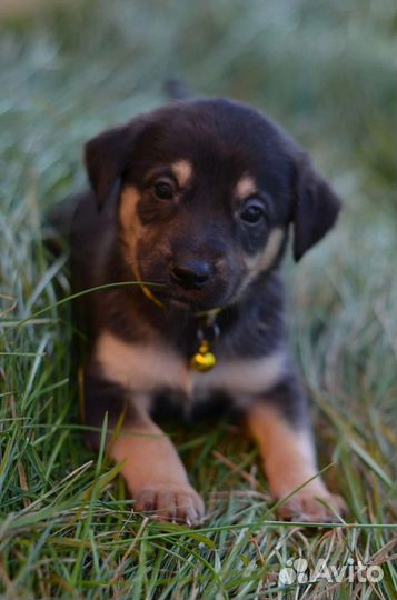 Щенки дворняжки 1,5 месяца