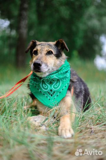 Утончённая красотка Шанель ждёт свою семью