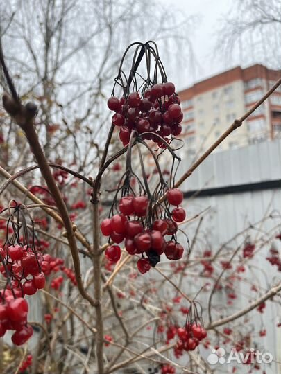 Продаю калину