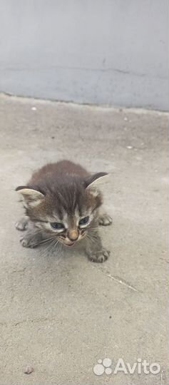 Котята в добрые руки бесплатно