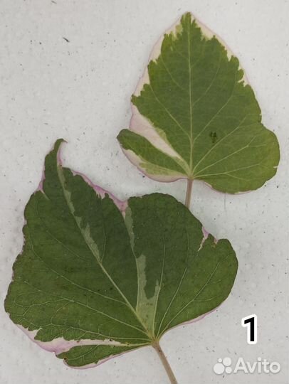 Ипомея батат