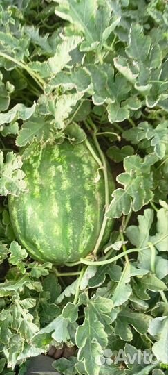 Арбуз каристан