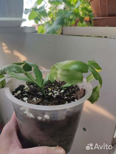 Декабрист шлюмбергера