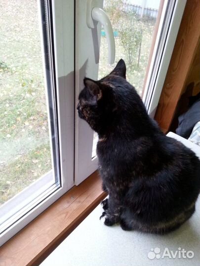 Кошка с прекрасным характером. Стерилизована