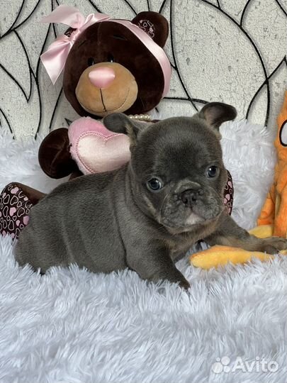 Французский бульдог