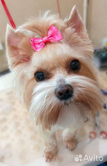 Стрижка(груминг) собак йоркширский терьер, шпиц