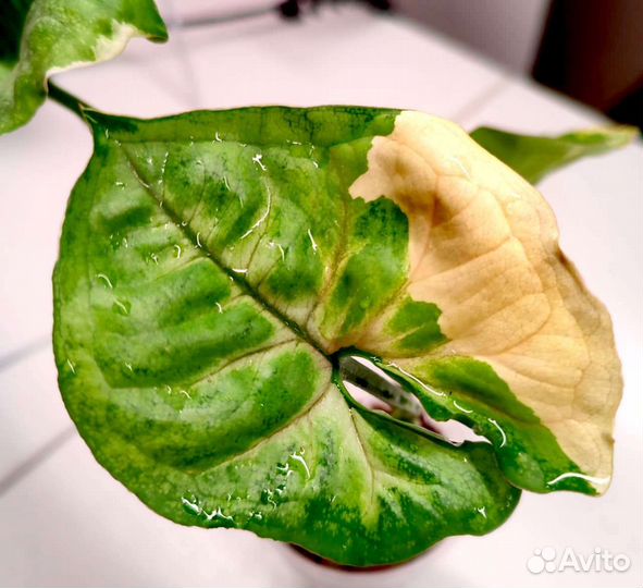 Сингониум орм тонг вариегатный