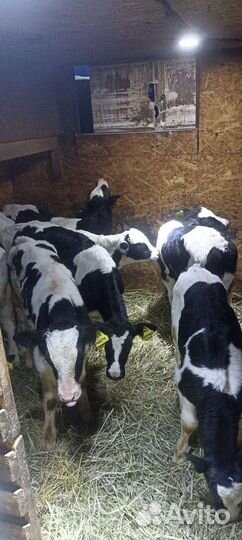 Бычки телята