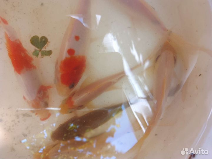 Живая рыба для пруда