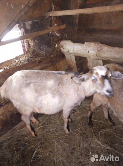 Нубийские дойные козы, козлы, молодняк