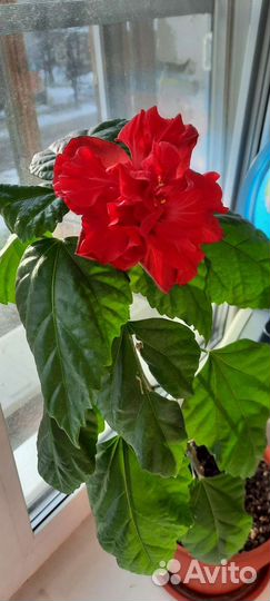 Кливия и Гибискус-китайская роза