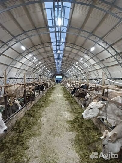 Автоматическое светодиодное освещение коровников