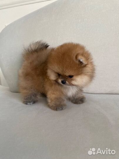 Померанский шпиц мини мишка