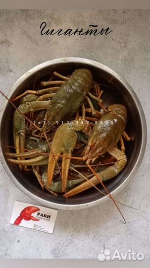Живые раки