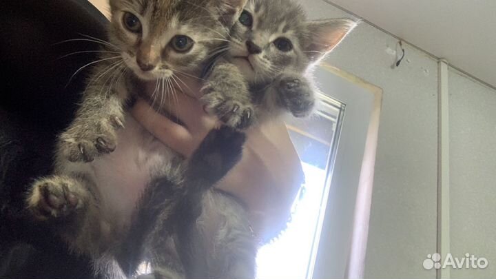 Отдам котят в добрые руки