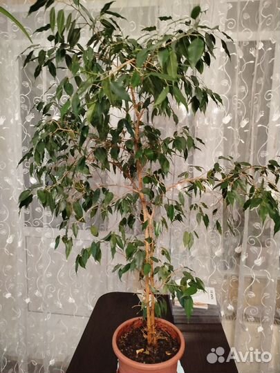 Фикус Бенджамина