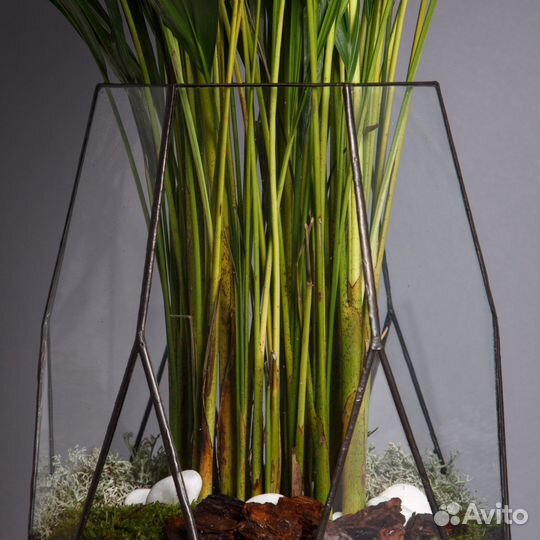 Пальма арека дипсис в кашпо