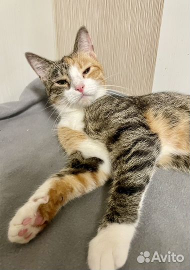 Кошечка Няша