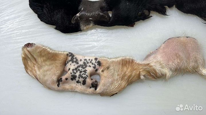 Мясо и субпродукты говяжьи пищевые, корм для собак