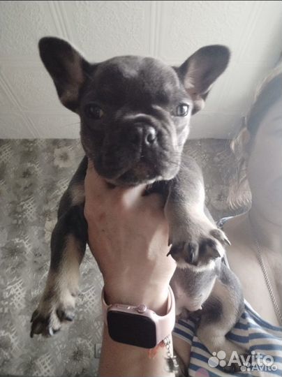 Щенки французского бульдога