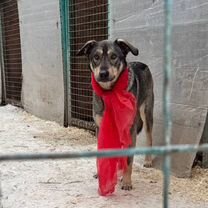 Взрослый пёс в добрые руки