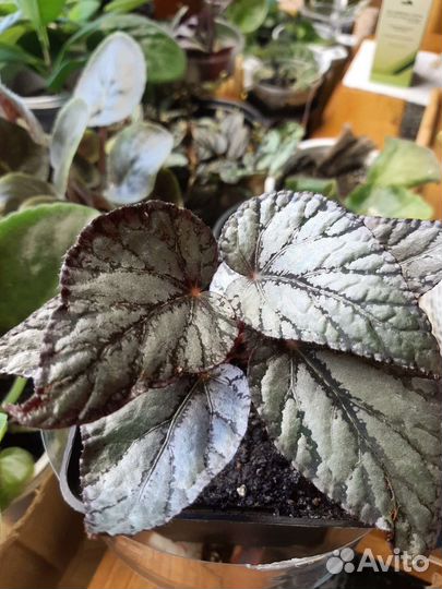 Бегония декоративно лиственная