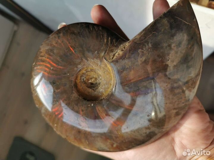 Аммонит натуральный