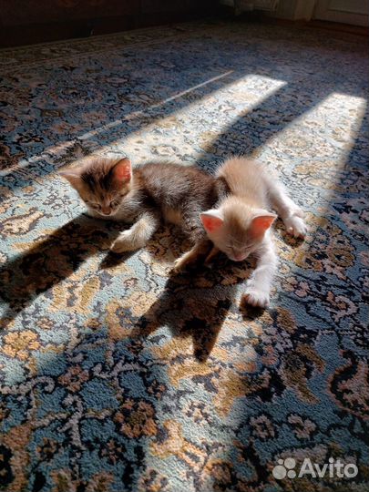 Самая милая кошечка