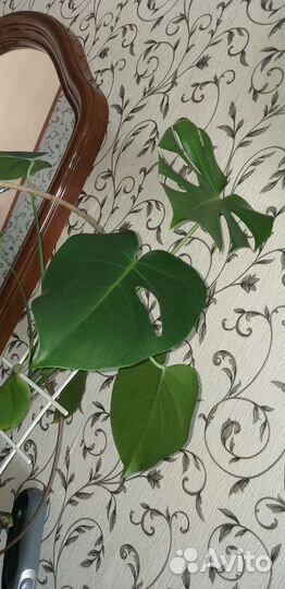 Монстера ,бегония Хлорофитум,роза,много др