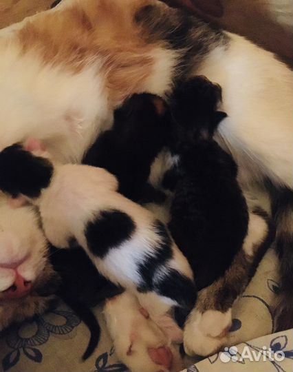 Два прекрасных котенка в добрые,заботливые руки