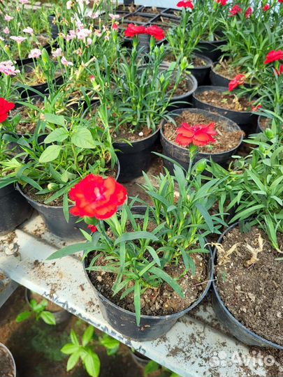 Многолетние растения для сада