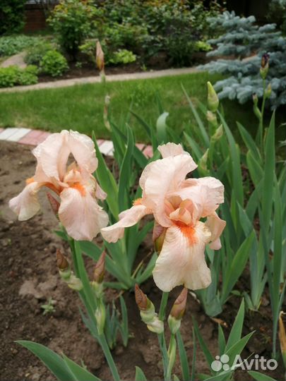 Ирисы сортовые