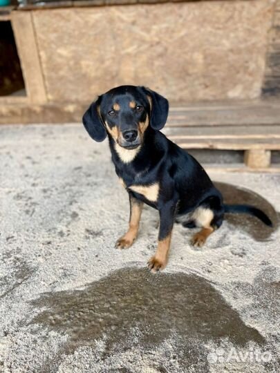 Небольшая собачка в отлове