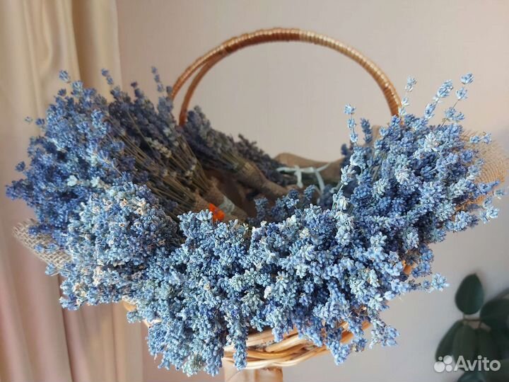 Лаванда сухоцвет