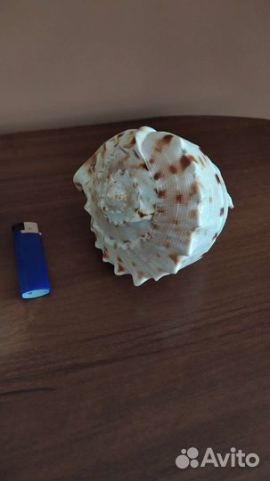 Большая морская раковина